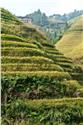 china_3565