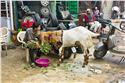 india_02424