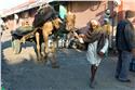 india_03328