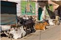 india_03603