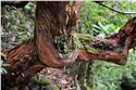 madeira_9651
