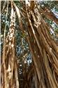 mauricius_0027