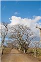 mauricius_0033