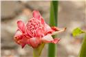 mauricius_0043