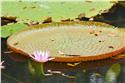 mauricius_0044