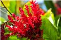 mauricius_0054