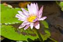 mauricius_0190