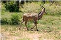 africa_0010