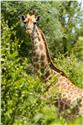 africa_0023