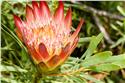 africa_0056