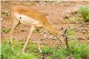 africa_0152
