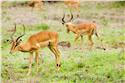 africa_0177