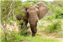 africa_0195