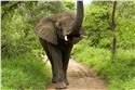 africa_0234