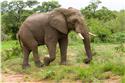 africa_0248
