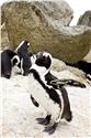 africa_0261