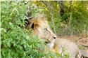 africa_0264