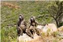 africa_0267