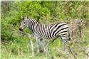 africa_0304