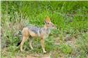 africa_0308