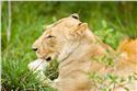 africa_0311