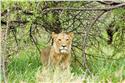 africa_0312