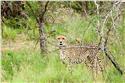 africa_0324