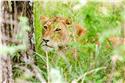 africa_0334