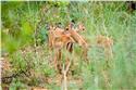 africa_0374