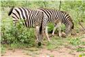 africa_0379