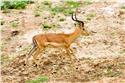 africa_0386