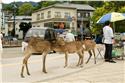 japan_0231