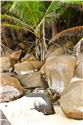 seychelles_5528